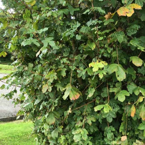 Green Beech 40/60cm Bare Root (Fagus sylvatica) | ScotPlants Direct